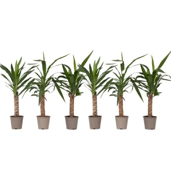 Krukkeplanter Indendørs^Elefantfod - Sæt med 6 - Yucca elephantipes - Højde 50-60cm - ⌀14cm