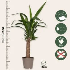 Krukkeplanter Indendørs^Elefantfod - Sæt med 6 - Yucca elephantipes - Højde 50-60cm - ⌀14cm