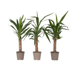 Clearance Elefantfod - Sæt med 3 - Yucca elephantipes - Højde 50-60cm - ⌀14cm Krukkeplanter Indendørs