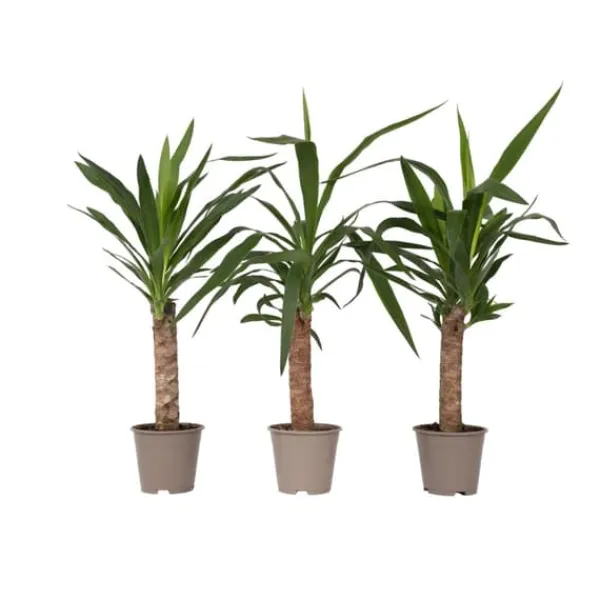 Clearance Elefantfod - Sæt med 3 - Yucca elephantipes - Højde 50-60cm - ⌀14cm Krukkeplanter Indendørs