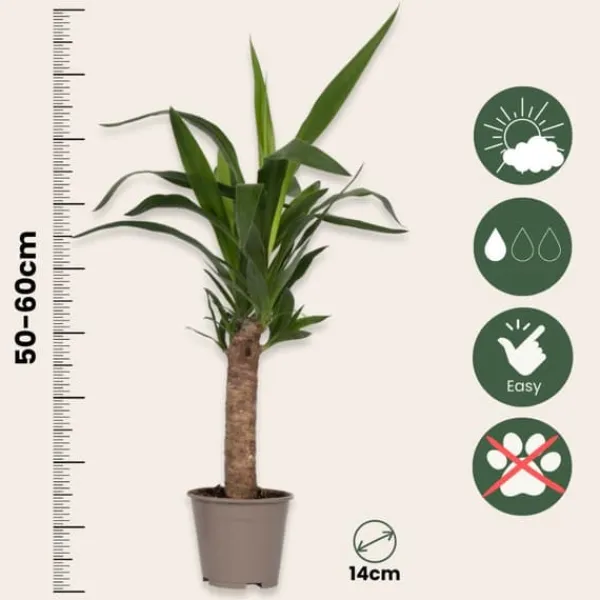 Clearance Elefantfod - Sæt med 3 - Yucca elephantipes - Højde 50-60cm - ⌀14cm Krukkeplanter Indendørs
