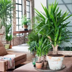 Clearance Elefantfod - Sæt med 3 - Yucca elephantipes - Højde 50-60cm - ⌀14cm Krukkeplanter Indendørs
