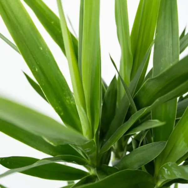 Clearance Elefantfod - Sæt med 3 - Yucca elephantipes - Højde 50-60cm - ⌀14cm Krukkeplanter Indendørs