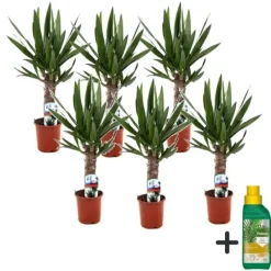 Krukkeplanter Indendørs^Elefantfod - Sæt med 6 - Yucca elephantipes - Højde 50-60cm - ⌀14cm
