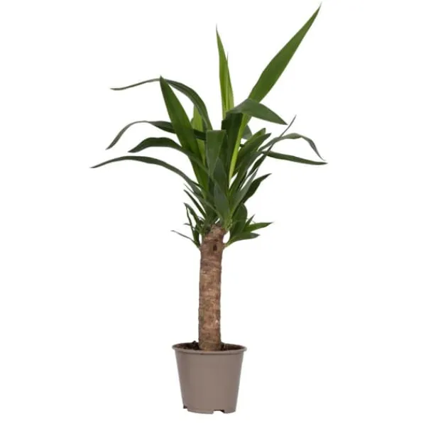 Krukkeplanter Indendørs^Elefantfod - Yucca elephantipes - Højde 50-60cm - Pot 14cm