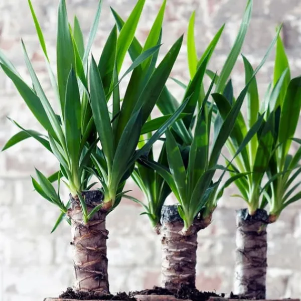Krukkeplanter Indendørs^Elefantfod - Yucca elephantipes - Højde 50-60cm - Pot 14cm