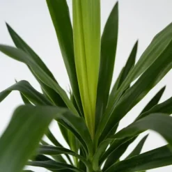 Krukkeplanter Indendørs^Elefantfod - Yucca elephantipes - Højde 50-60cm - Pot 14cm