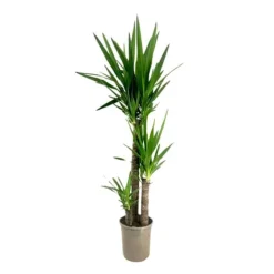 Elefantfod - Yucca elephantipes - Højde 130-140cm - ⌀24cm Krukkeplanter Indendørs