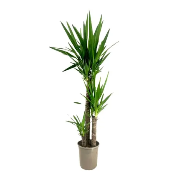 Elefantfod - Yucca elephantipes - Højde 130-140cm - ⌀24cm Krukkeplanter Indendørs