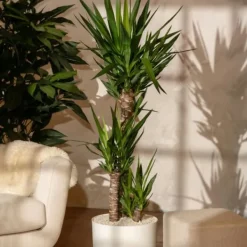 Elefantfod - Yucca elephantipes - Højde 130-140cm - ⌀24cm Krukkeplanter Indendørs