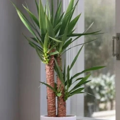 Elefantfod - Yucca elephantipes - Højde 130-140cm - ⌀24cm Krukkeplanter Indendørs