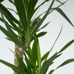 Elefantfod - Yucca elephantipes - Højde 130-140cm - ⌀24cm Krukkeplanter Indendørs