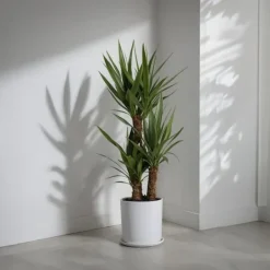 Krukkeplanter Indendørs^Elefantfod - Yucca elephantipes - Højde 70-80cm - ⌀17cm
