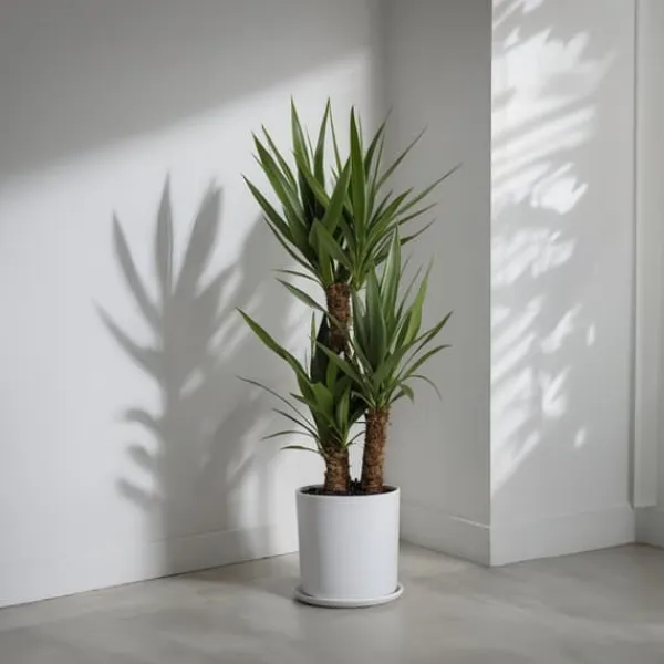 Krukkeplanter Indendørs^Elefantfod - Yucca elephantipes - Højde 70-80cm - ⌀17cm