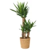 Online Elefantfod - Yucca elephantipes - Højde 70-80cm - ⌀21cm Krukkeplanter Indendørs