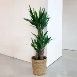 Online Elefantfod - Yucca elephantipes - Højde 70-80cm - ⌀21cm Krukkeplanter Indendørs
