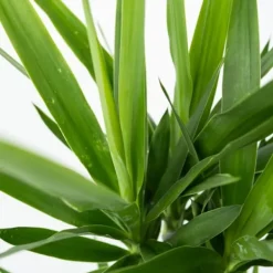 Online Elefantfod - Yucca elephantipes - Højde 70-80cm - ⌀21cm Krukkeplanter Indendørs