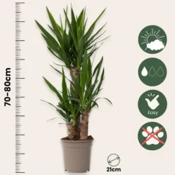 Best Elefantfod - Yucca elephantipes - Højde 70-80cm - ⌀21cm Krukkeplanter Indendørs