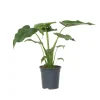 Hot Elefantøre - Alocasia 'Cucullata' - Højde 70-80 cm - Potte 19 cm Krukkeplanter Indendørs