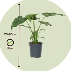 Hot Elefantøre - Alocasia 'Cucullata' - Højde 70-80 cm - Potte 19 cm Krukkeplanter Indendørs