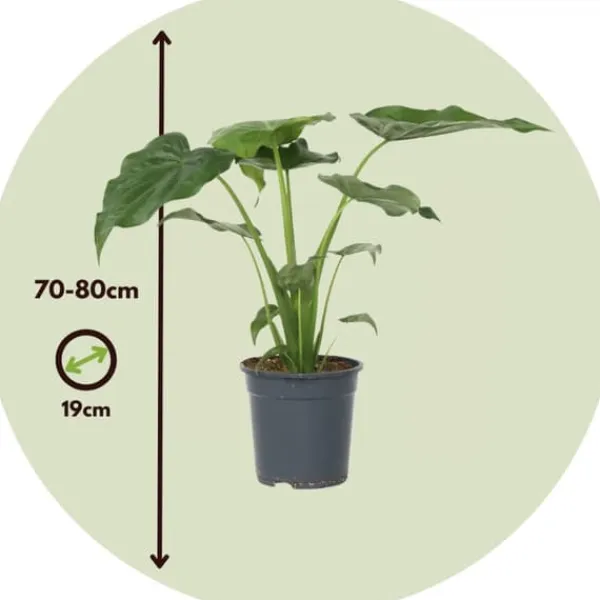 Hot Elefantøre - Alocasia 'Cucullata' - Højde 70-80 cm - Potte 19 cm Krukkeplanter Indendørs