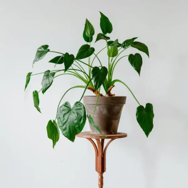 Hot Elefantøre - Alocasia 'Cucullata' - Højde 70-80 cm - Potte 19 cm Krukkeplanter Indendørs