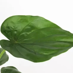 Hot Elefantøre - Alocasia 'Cucullata' - Højde 70-80 cm - Potte 19 cm Krukkeplanter Indendørs