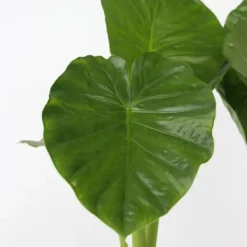 New Elefantøre - Alocasia 'Odora' - Højde 55-75cm - ⌀17cm Krukkeplanter Indendørs