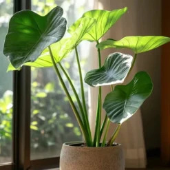 Krukkeplanter Indendørs^Elefantøre - Alocasia 'Portodora' - Højde 110-120cm - ⌀32cm