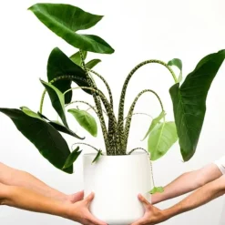 Krukkeplanter Indendørs^Elefantøre - Alocasia 'Zebrina' - Højde 140-150cm - ⌀32cm