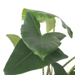 Krukkeplanter Indendørs^Elefantøre - Alocasia 'Zebrina' - Højde 140-150cm - ⌀32cm