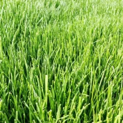 Frø^Emerald Premium selvkomprimerende sportsgræs, produceret af Barenbrug, 1 kg