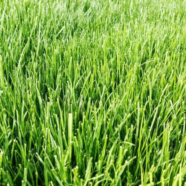 Frø^Emerald Premium selvkomprimerende sportsgræs, produceret af Barenbrug, 1 kg
