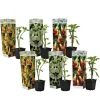 Hot Engelstrumpet - Sæt med 6 - Brugmansia - Højde 25-40cm - ⌀9cm Blomster