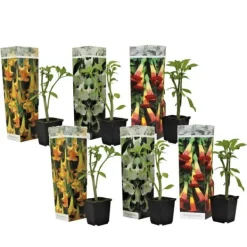 Hot Engelstrumpet - Sæt med 6 - Brugmansia - Højde 25-40cm - ⌀9cm Blomster