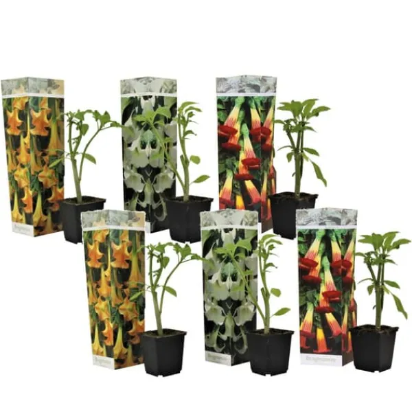 Hot Engelstrumpet - Sæt med 6 - Brugmansia - Højde 25-40cm - ⌀9cm Blomster