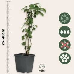 Hot Engelstrumpet - Sæt med 6 - Brugmansia - Højde 25-40cm - ⌀9cm Blomster