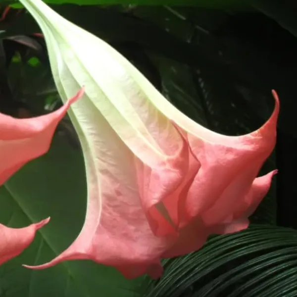 Hot Engelstrumpet - Sæt med 6 - Brugmansia - Højde 25-40cm - ⌀9cm Blomster