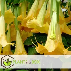 Hot Engelstrumpet - Sæt med 6 - Brugmansia - Højde 25-40cm - ⌀9cm Blomster