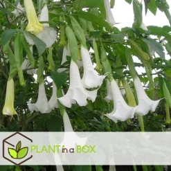Hot Engelstrumpet - Sæt med 6 - Brugmansia - Højde 25-40cm - ⌀9cm Blomster