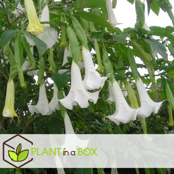 Hot Engelstrumpet - Sæt med 6 - Brugmansia - Højde 25-40cm - ⌀9cm Blomster