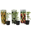 Blomster^Engelstrumpet - Sæt med 3 - Brugmansia - Højde 25-40cm - ⌀9cm