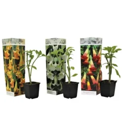 Blomster^Engelstrumpet - Sæt med 3 - Brugmansia - Højde 25-40cm - ⌀9cm