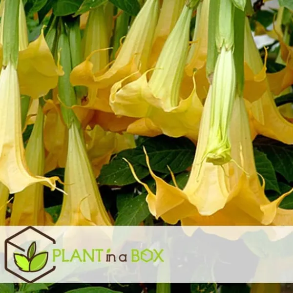 Blomster^Engelstrumpet - Sæt med 3 - Brugmansia - Højde 25-40cm - ⌀9cm