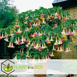 Blomster^Engelstrumpet - Sæt med 3 - Brugmansia - Højde 25-40cm - ⌀9cm