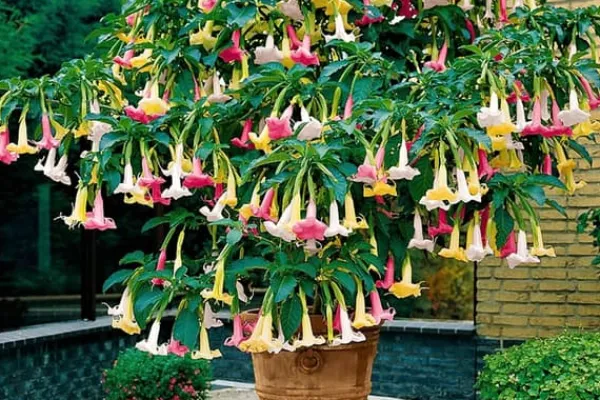 Blomster^Engelstrumpet - Sæt med 3 - Brugmansia - Højde 25-40cm - ⌀9cm