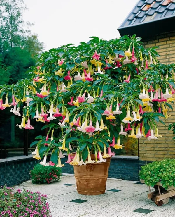 Blomster^Engelstrumpet - Sæt med 3 - Brugmansia - Højde 25-40cm - ⌀9cm