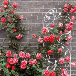 Best Espalier, 120x40x0,5 cm, Kodustaar Buer, Spalier, Lysthuse Uden Tag