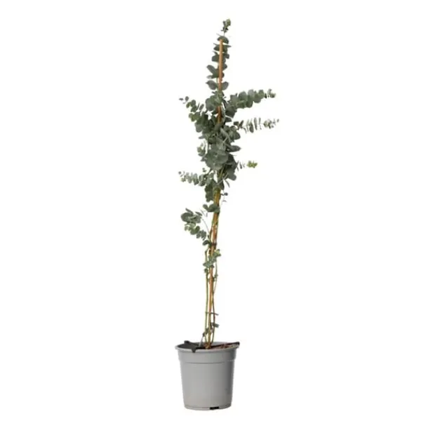 Clearance Eukalyptus - Eucalyptus cinerea 'Silver Dollar' - Højde 90-110cm - ⌀19cm Krukkeplanter Indendørs