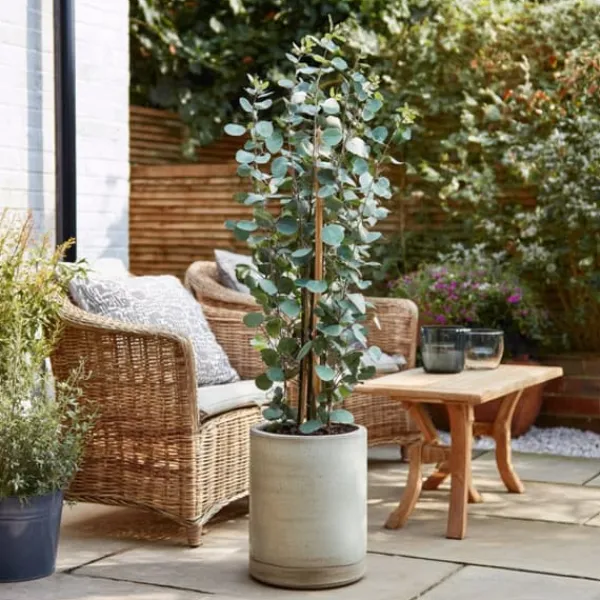 Clearance Eukalyptus - Eucalyptus cinerea 'Silver Dollar' - Højde 90-110cm - ⌀19cm Krukkeplanter Indendørs